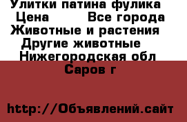 Улитки патина фулика › Цена ­ 10 - Все города Животные и растения » Другие животные   . Нижегородская обл.,Саров г.